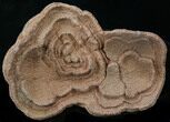 Flower-Like Sandstone Concretion - Pseudo Stromatolite #34194-1